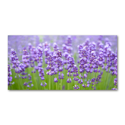 Quadro vetro Lavanda