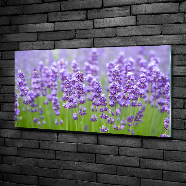 Quadro vetro Lavanda