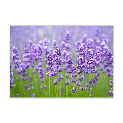 Quadro vetro Lavanda