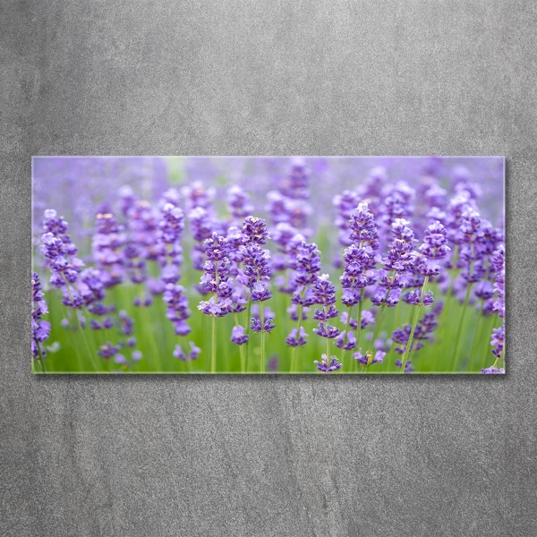 Quadro vetro Lavanda