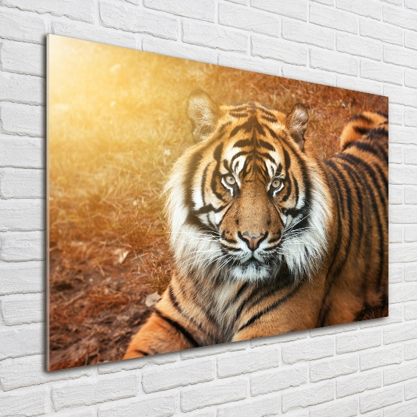 Quadro su vetro Tigre del Bengala