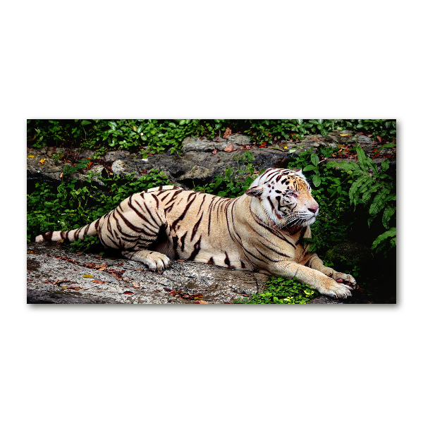 Quadro su vetro Tigre su una roccia