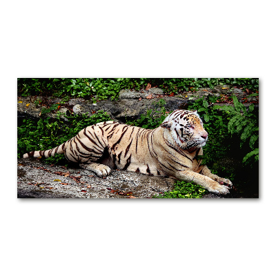 Quadro su vetro Tigre su una roccia