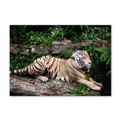 Quadro su vetro Tigre su una roccia