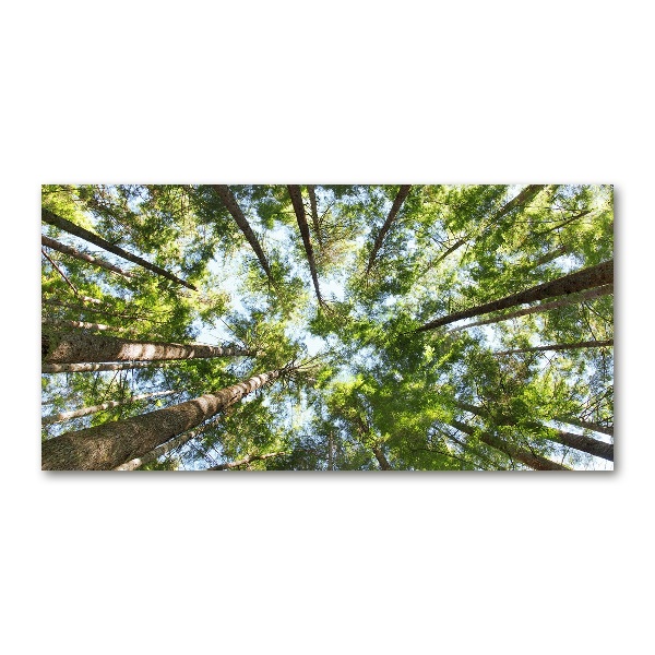 Quadro su vetro Chioma dell'albero