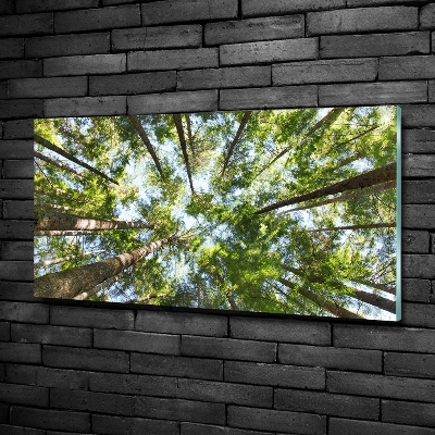 Quadro su vetro Chioma dell'albero