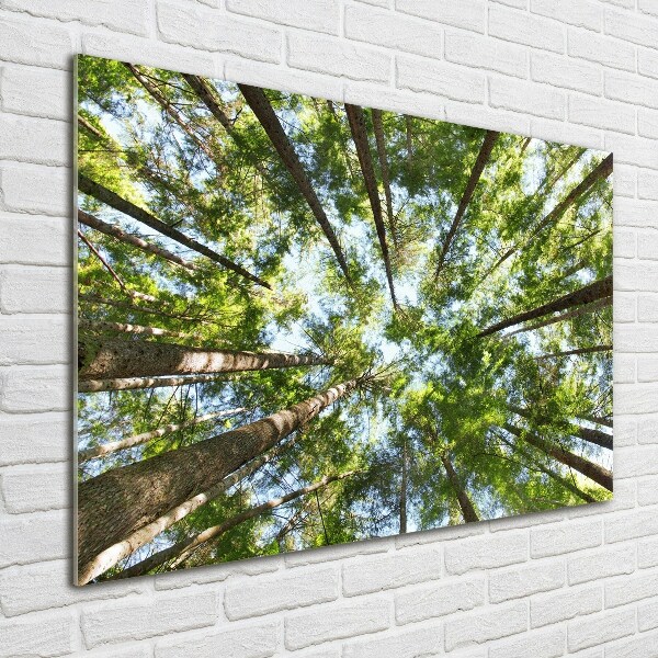 Quadro su vetro Chioma dell'albero