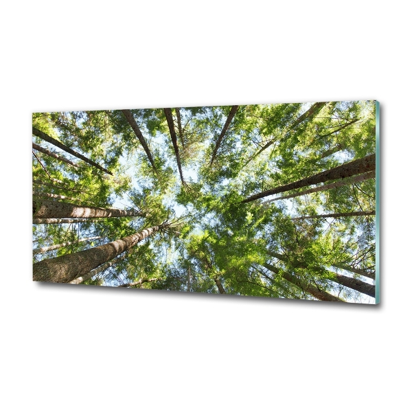 Quadro su vetro Chioma dell'albero