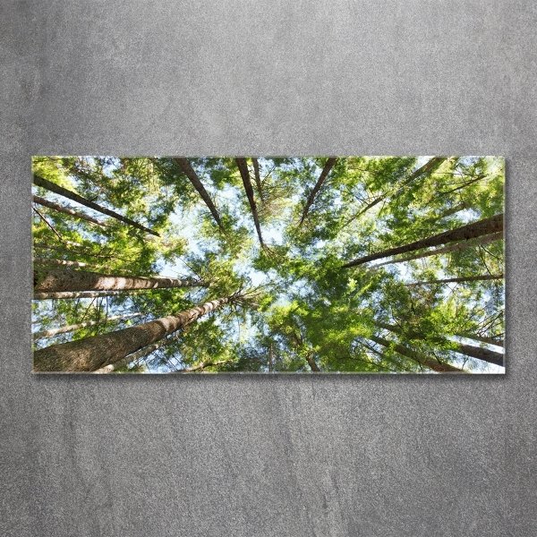 Quadro su vetro Chioma dell'albero