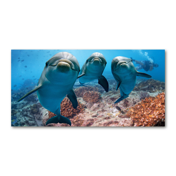 Quadro su vetro Delfini