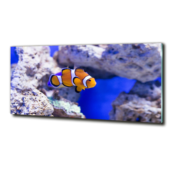 Quadro su vetro Pesce pagliaccio della barriera corallina