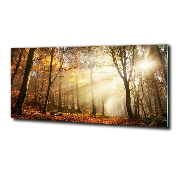 Quadro vetro Nebbia nella foresta