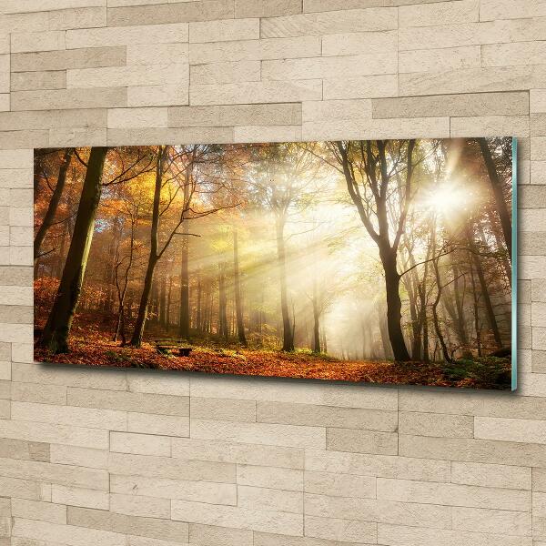 Quadro vetro Nebbia nella foresta