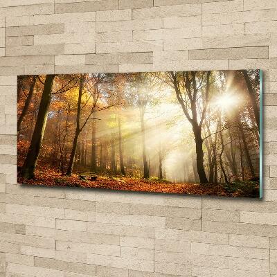 Quadro vetro Nebbia nella foresta