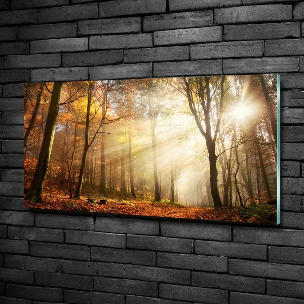 Quadro vetro Nebbia nella foresta