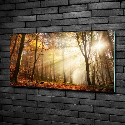 Quadro vetro Nebbia nella foresta