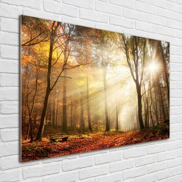 Quadro vetro Nebbia nella foresta