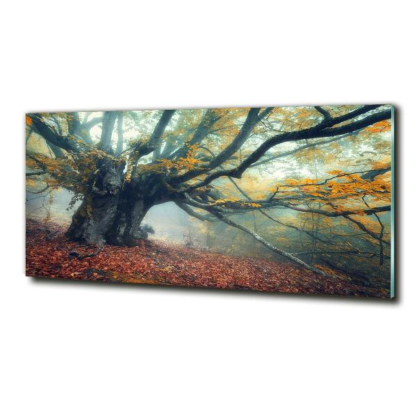 Quadro vetro Vecchio albero