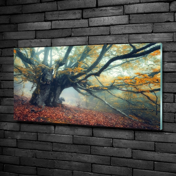 Quadro vetro Vecchio albero