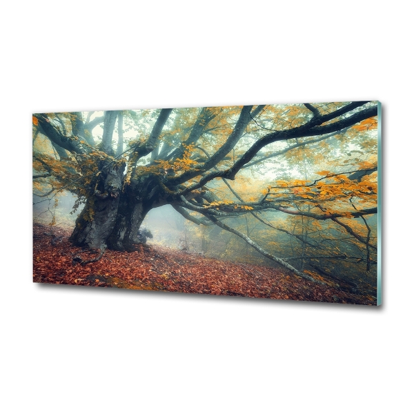 Quadro vetro Vecchio albero