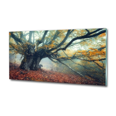 Quadro vetro Vecchio albero