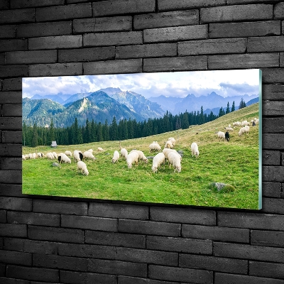Quadro vetro Pecore sui monti Tatra
