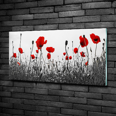 Quadro su vetro Papaveri