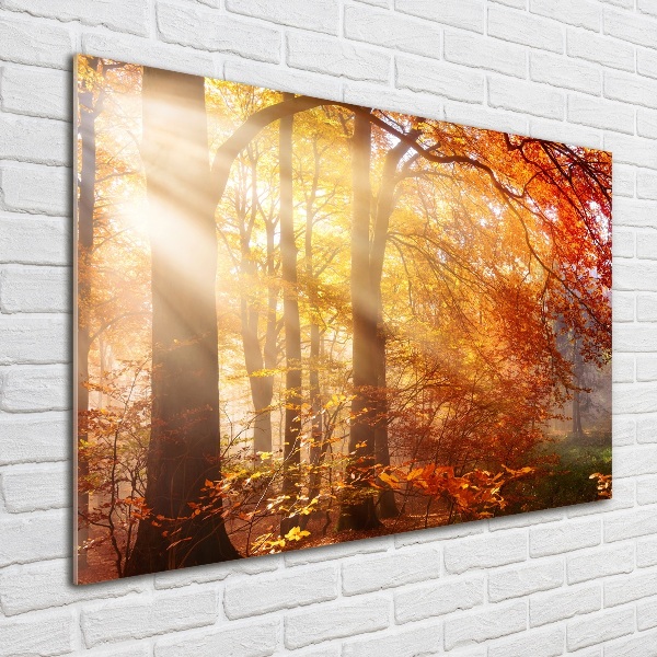 Quadro vetro Foresta autunnale