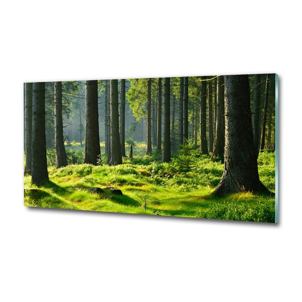 Quadro su vetro Foresta di abeti rossi