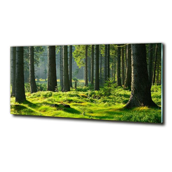 Quadro su vetro Foresta di abeti rossi