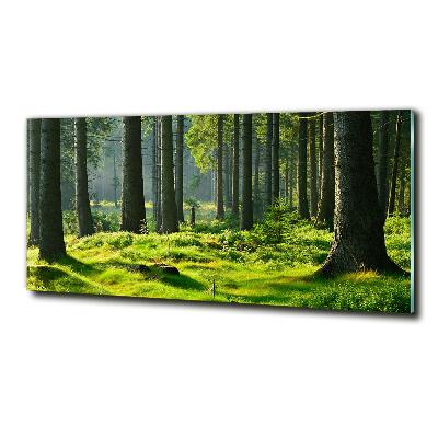 Quadro su vetro Foresta di abeti rossi