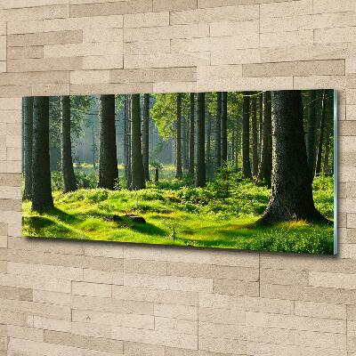 Quadro su vetro Foresta di abeti rossi