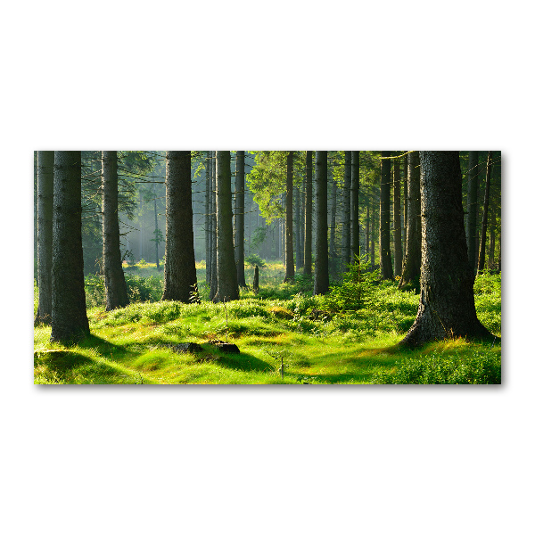 Quadro su vetro Foresta di abeti rossi