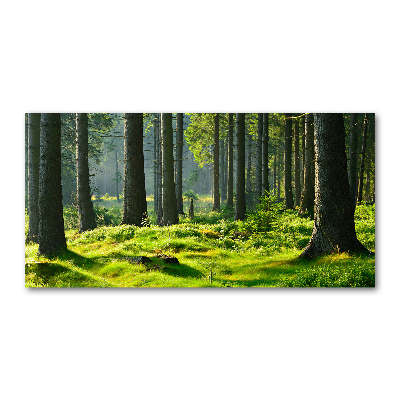 Quadro su vetro Foresta di abeti rossi