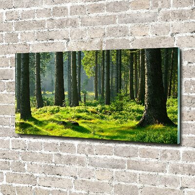 Quadro su vetro Foresta di abeti rossi