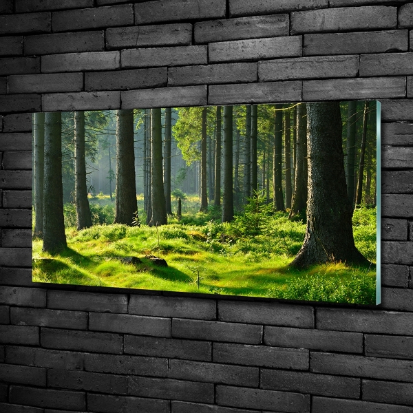 Quadro su vetro Foresta di abeti rossi