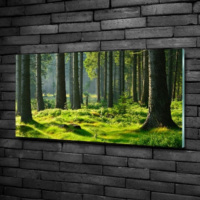 Quadro su vetro Foresta di abeti rossi
