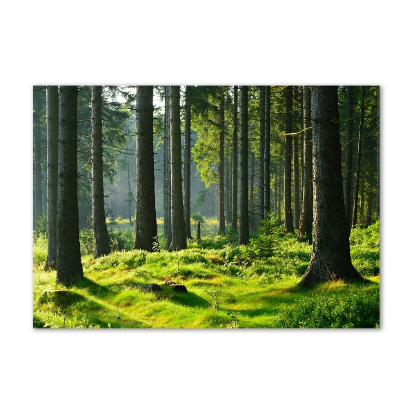 Quadro su vetro Foresta di abeti rossi