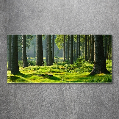 Quadro su vetro Foresta di abeti rossi