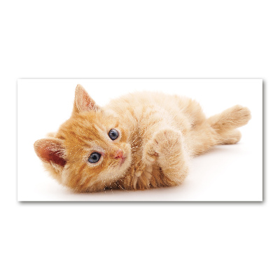 Quadro su vetro Gatto rosso