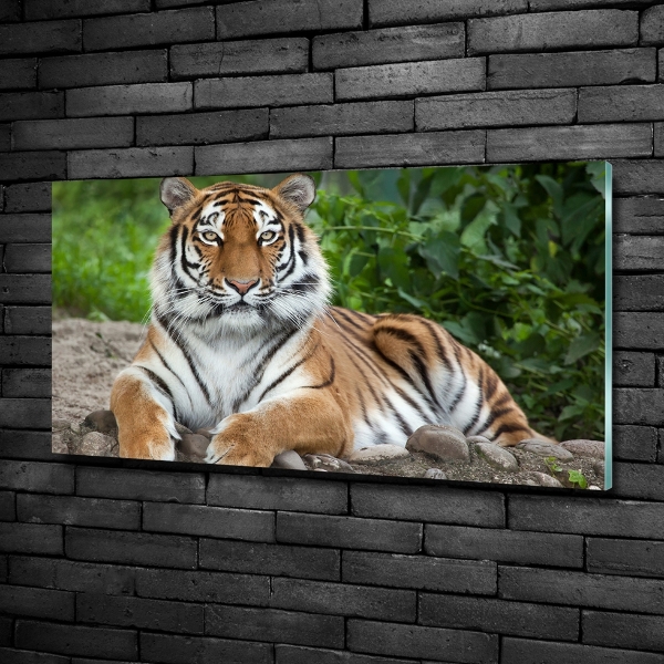 Quadro in vetro Tigre siberiana