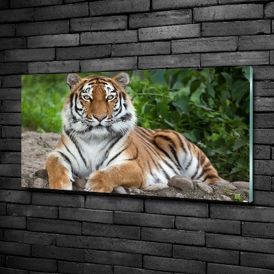 Quadro in vetro Tigre siberiana