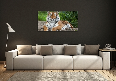 Quadro in vetro Tigre siberiana