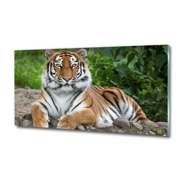 Quadro in vetro Tigre siberiana