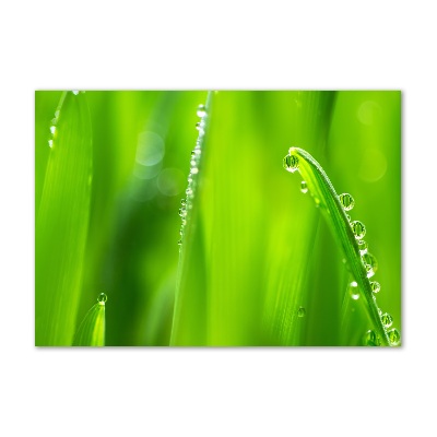 Quadro in vetro Avena giovane