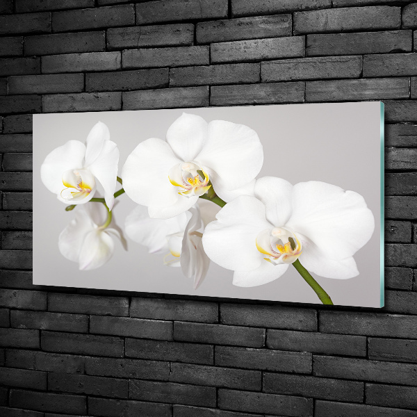 Quadro vetro Orchidea
