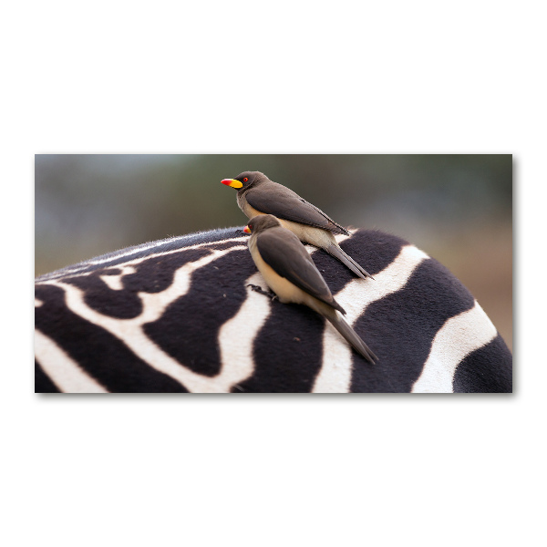 Quadro vetro Uccelli e zebra