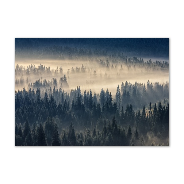 Quadro su vetro Nebbia sulla foresta