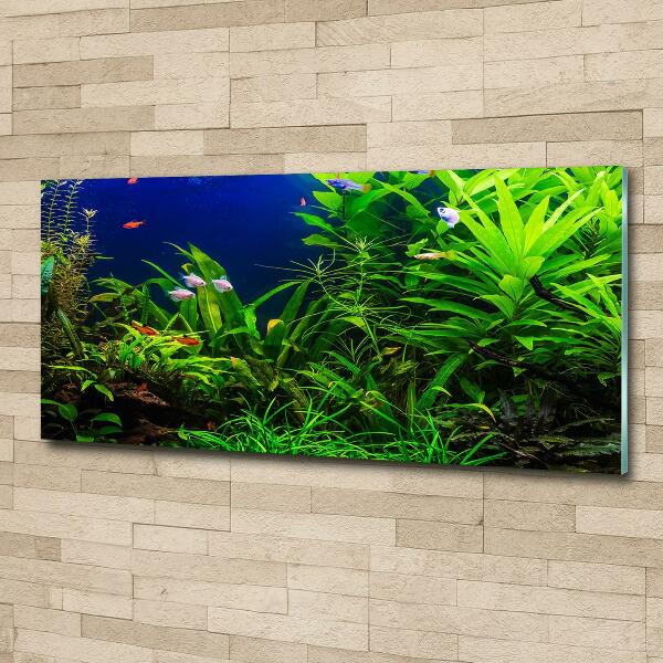 Quadro vetro Pesci nell'acquario