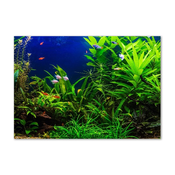 Quadro vetro Pesci nell'acquario